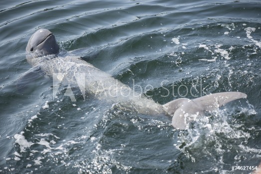 Picture of Irrawaddy dolphin swimming in ocean
